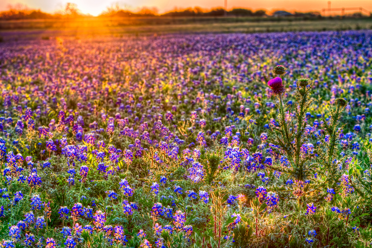 A field of bluebonnets, bathed in dusk light, stretches all the way to a horizon behind which the sun sets.