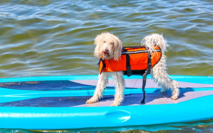 Pet-Friendly RV Tourist Destinations