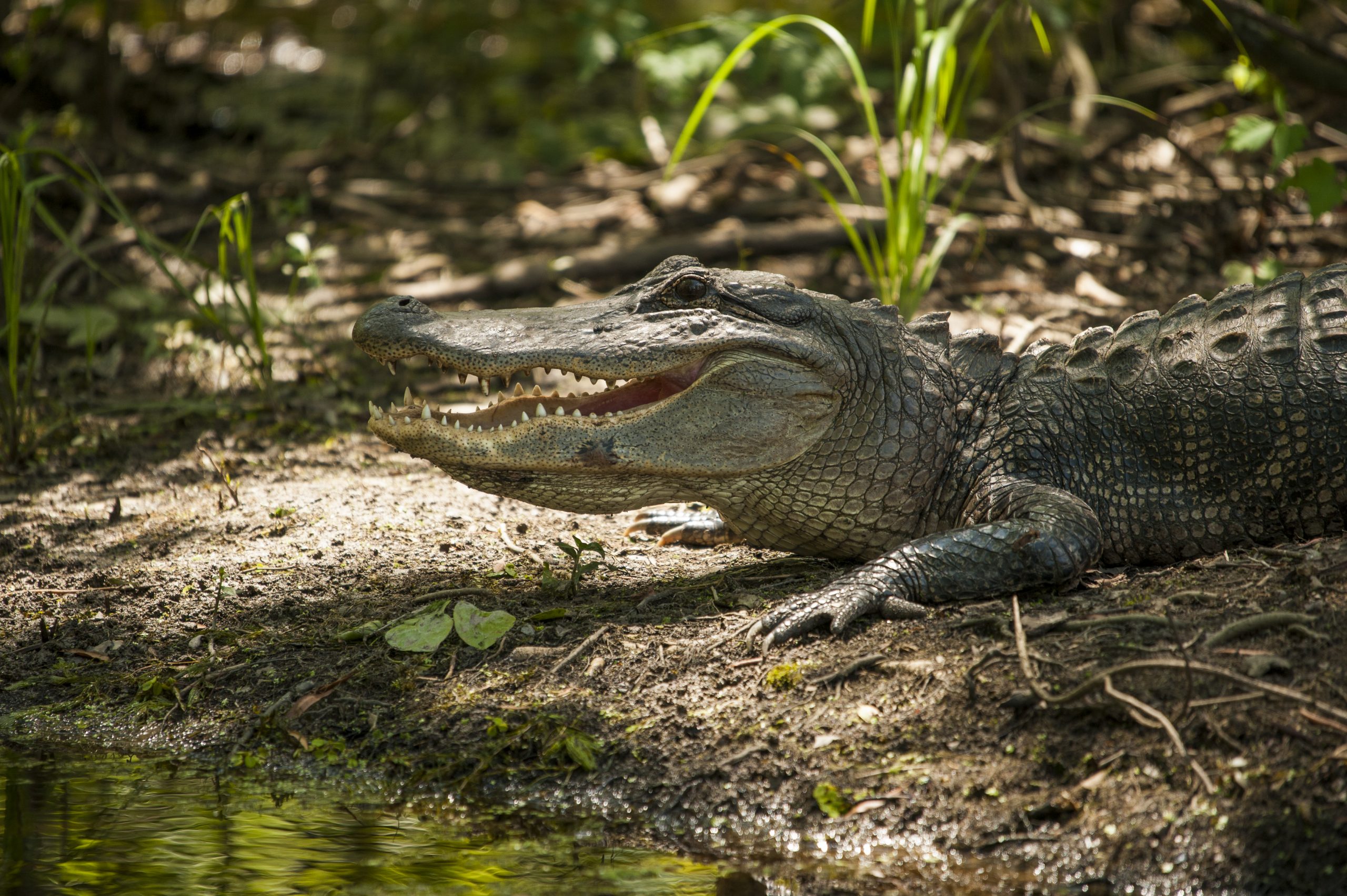 Alligator at Houma, Louisiana