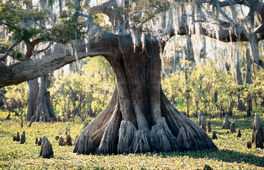 Cajun Coast swamplands