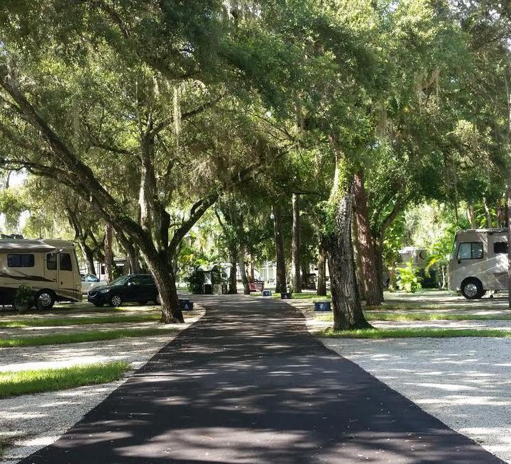 Seminole Campground, Florida - avenue of trees