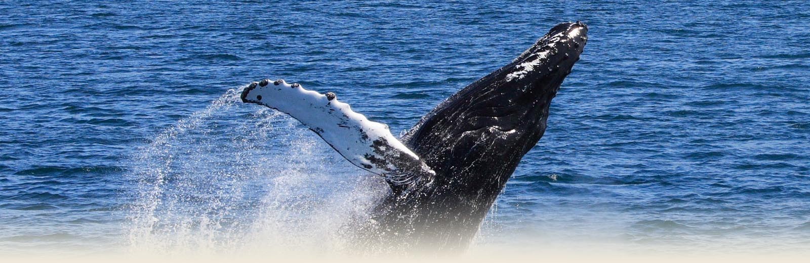 Stan Stephens Cruises - whale breaching