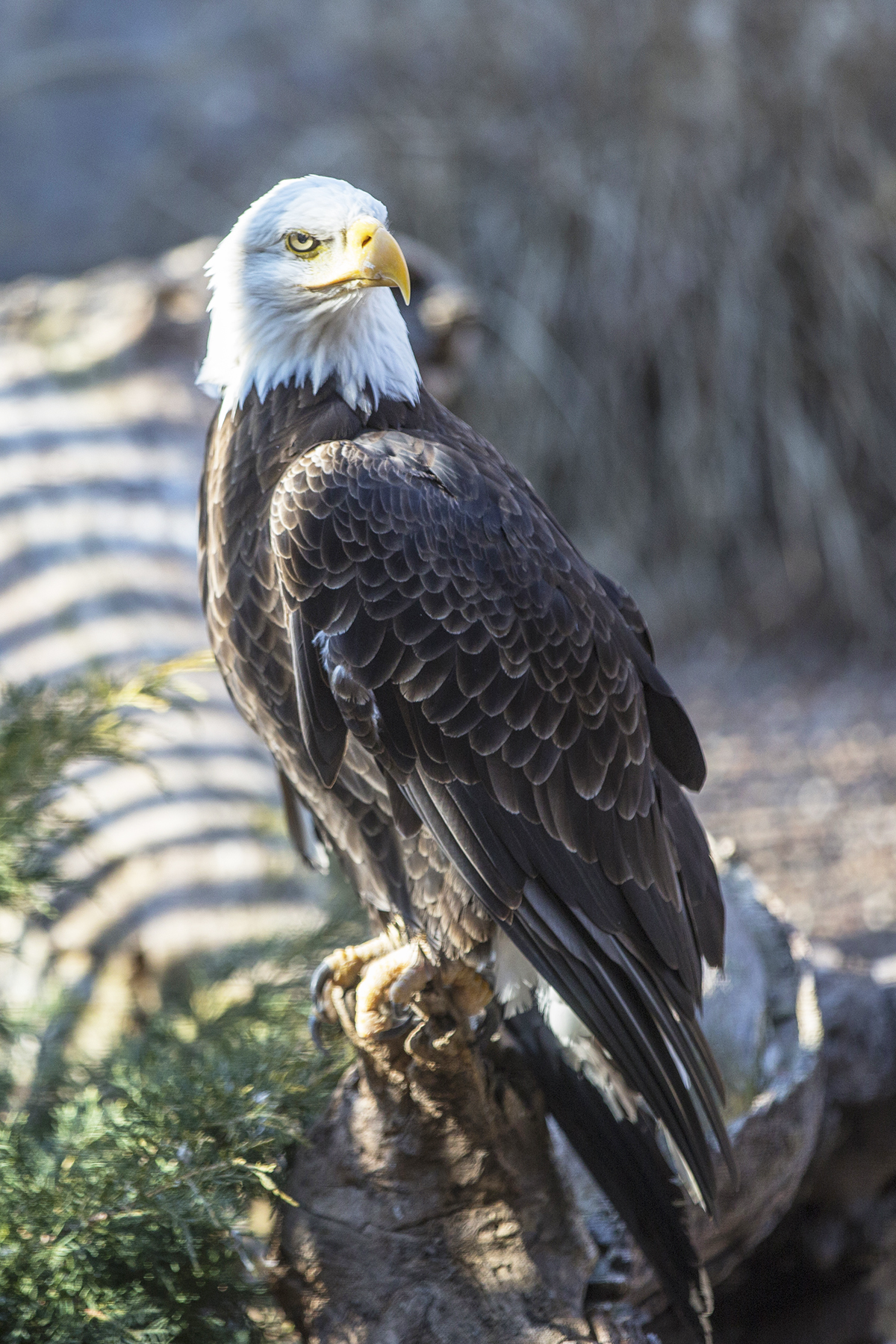 Visit Shawnee - eagle