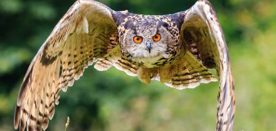 rv owl prowl