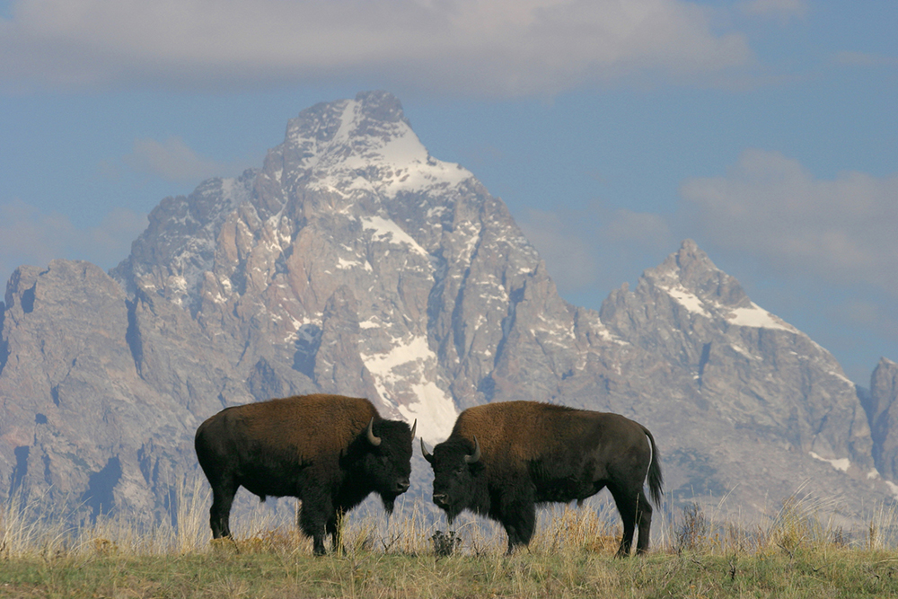 wildlife watching and rv