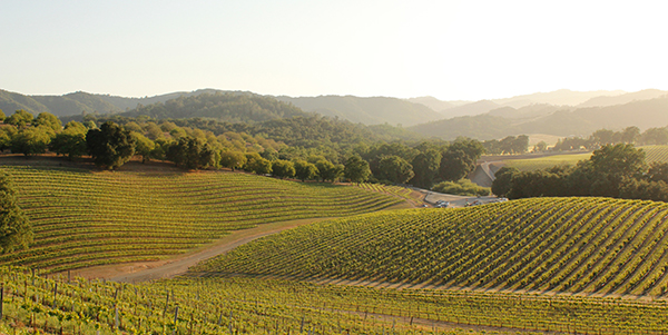 Rows of grapes occupy a rolling landscape.