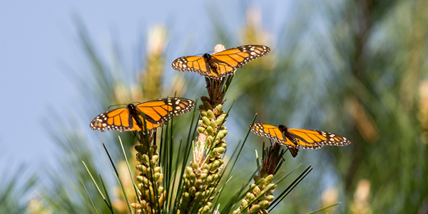 Butterflies perched on plants