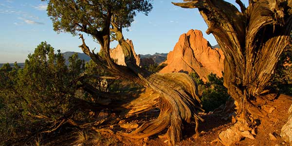 Trees grow amid rocks.