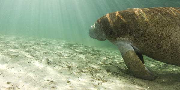 A manatee swimming near the sandy seabed.