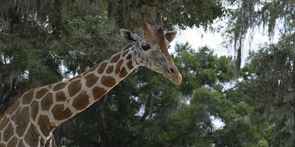 A giraffe cranes his neck.