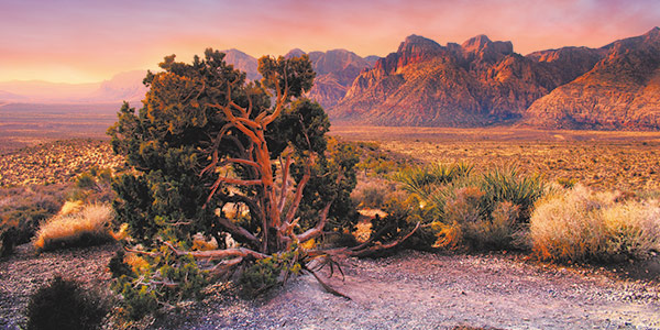 A desert tree in a clearing as mountains loom above.