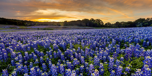 A field of bluebonnets stretches into the distance.