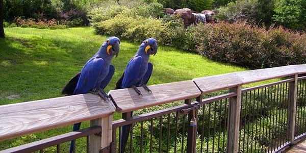 A pair of hyacinth blue macaws sit on a railing.