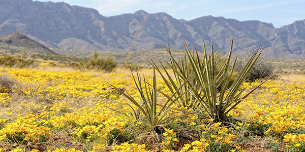 Succulent desert plants grow amid yellow wildflowers.