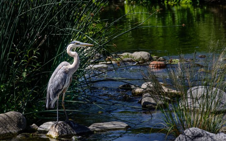 The Glades RV Resort - wildlife, crane