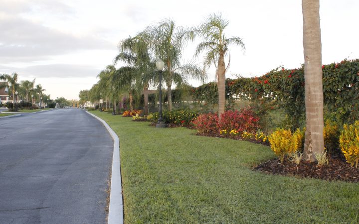 Cross Creek RV Resort Palm Trees