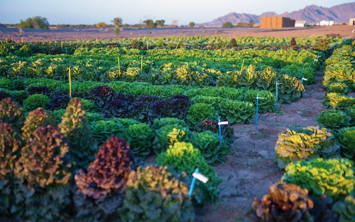 arizona snowbird farm