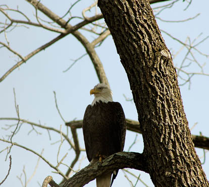 Tucquan Park Family Campground - golden eagle