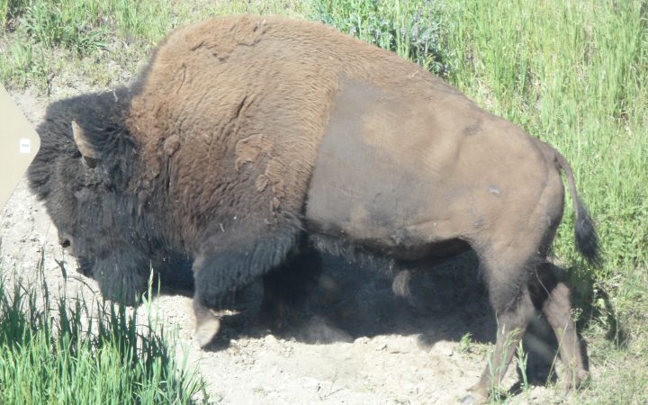 Ponderosa Campground - buffalo