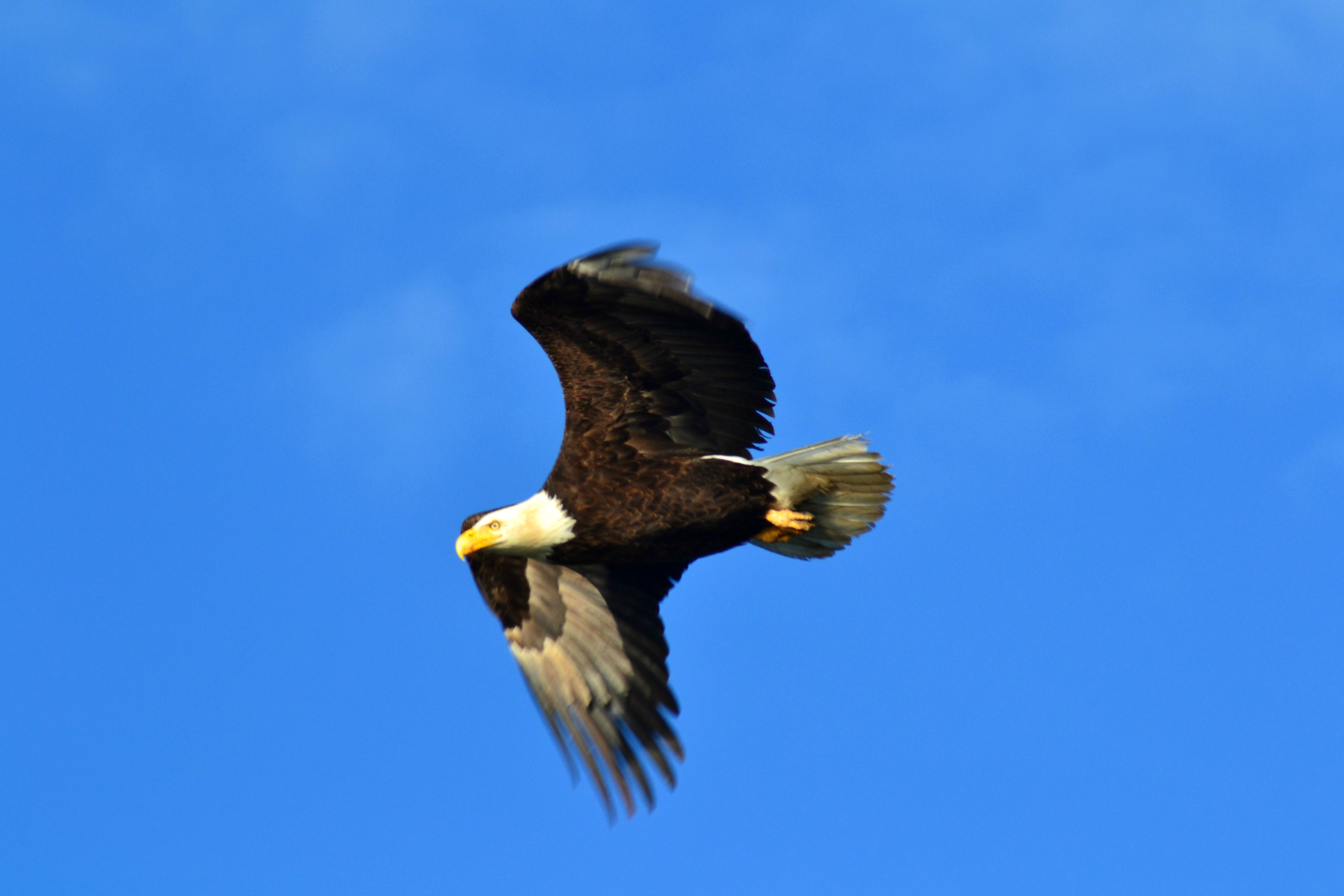 Junipers Reservoir RV Resort - bald eagle
