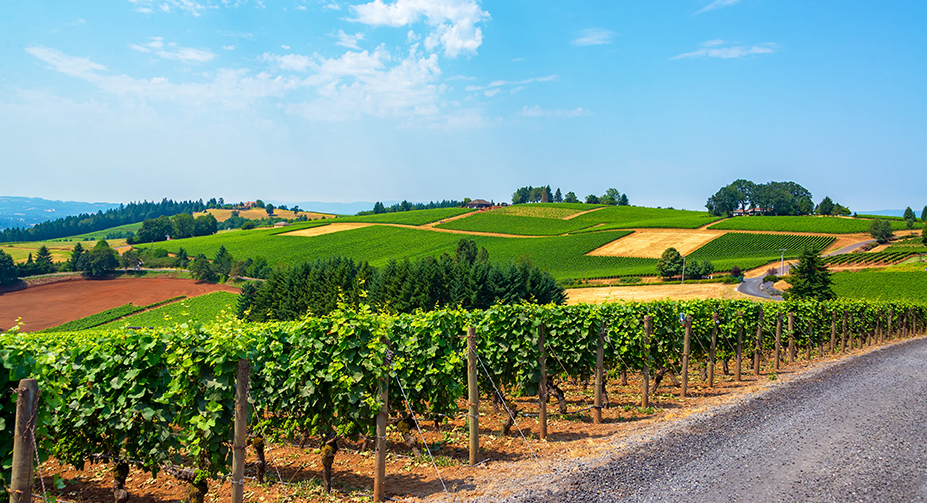 green winding vineyards