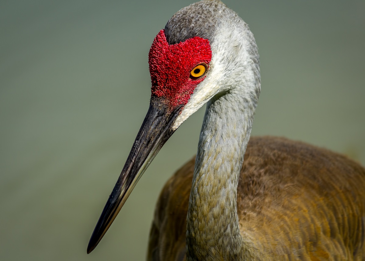 Sandhill Crane, Color image, Closeup, Florida Wildlife
