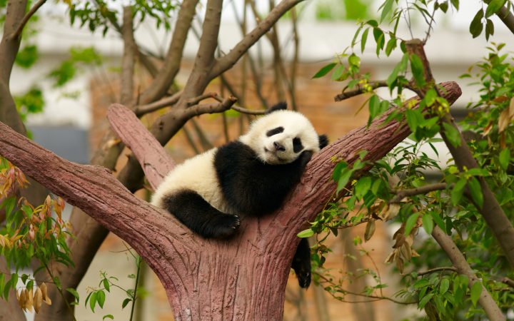 San Diego Zoo - Sleeping giant panda baby