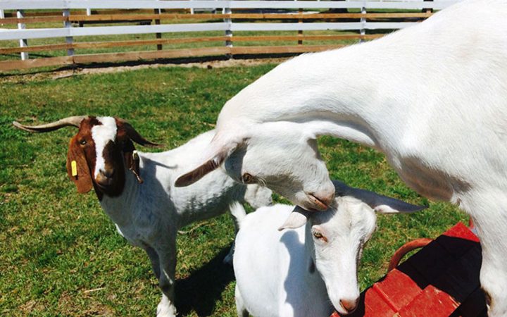 Red Gate RV Park and Campground - goats