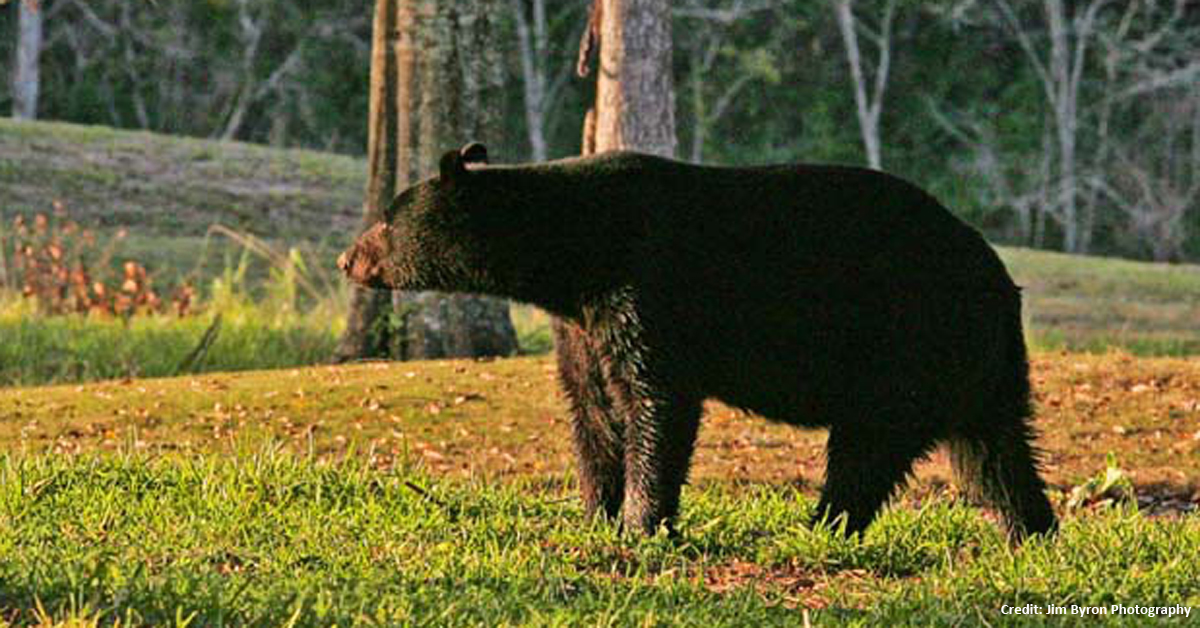 Cajun Coast CVB - black bear