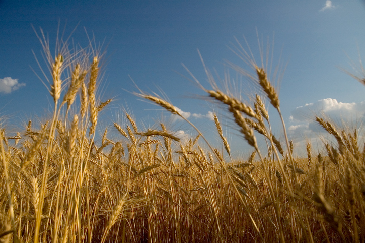 Camp A Way - wheat field