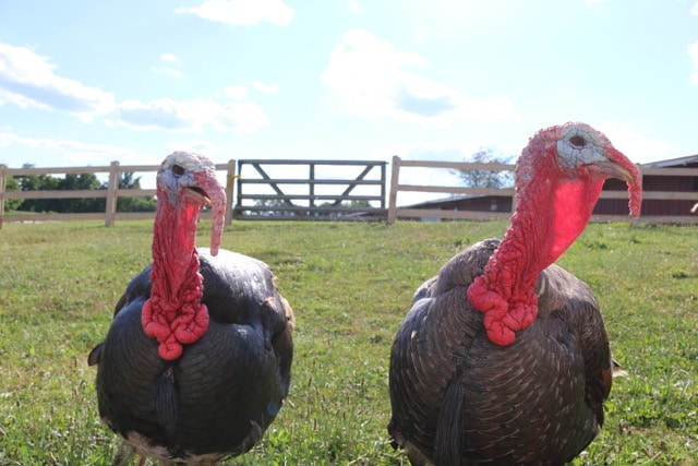 Camp Turkeyville RV Resort - turkeys