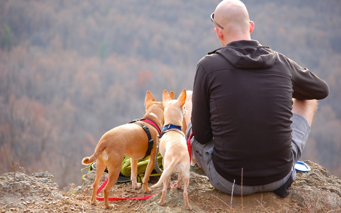 Back of man sitting at mountain ledge with two small dogs