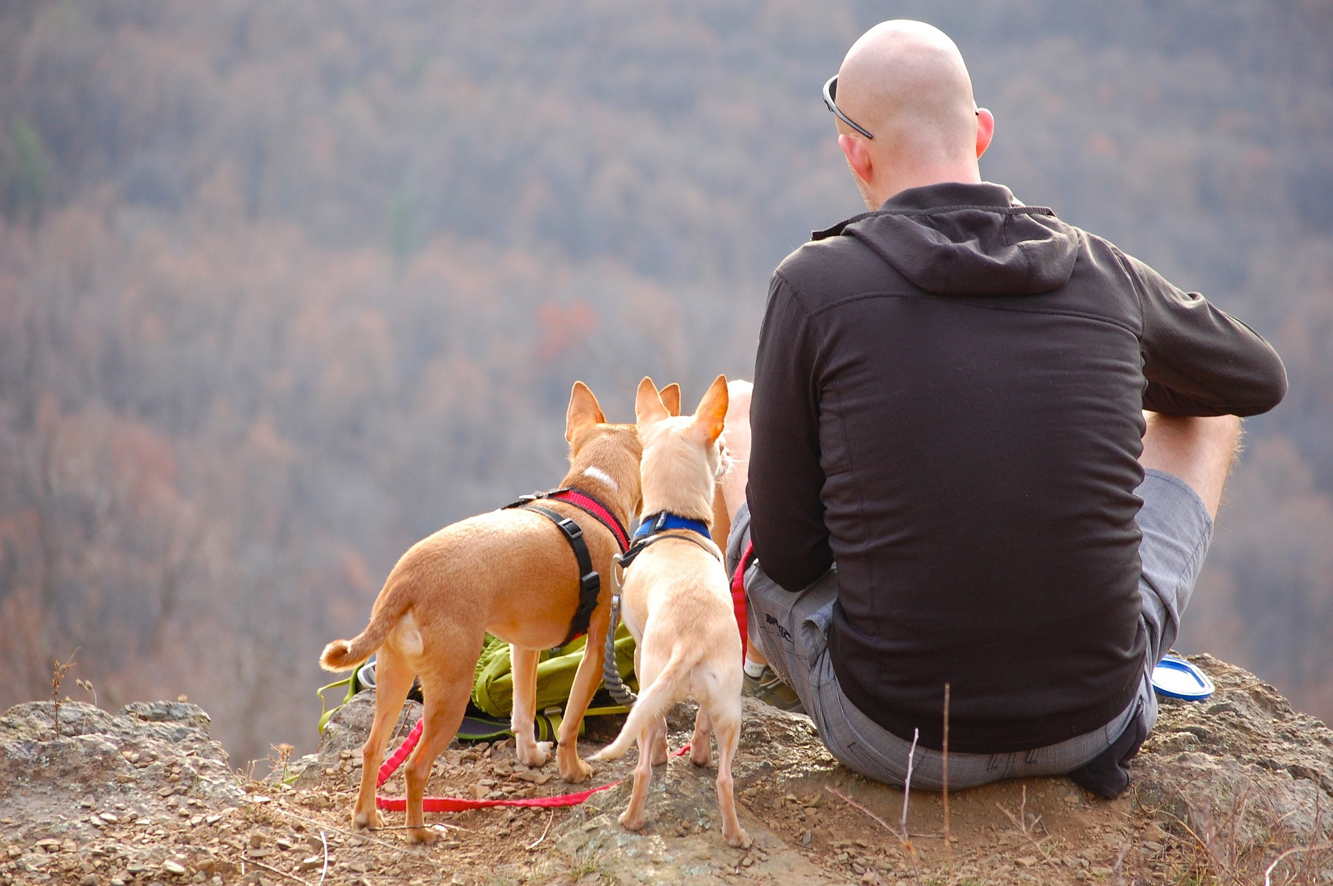 Back of man sitting at mountain ledge with two small dogs