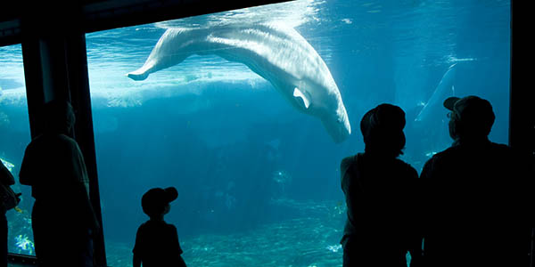 Beluga whale swimming in Sea World tank with people watching