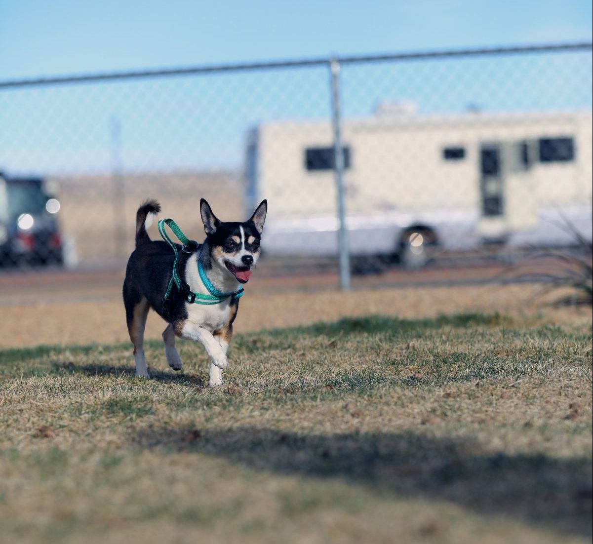 Route 66 RV Resort - dog park