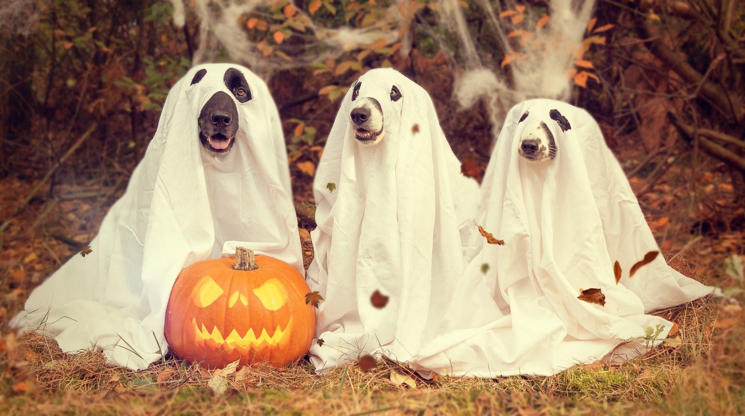 RV Halloween parties for humans and pets. Halloween isn’t just for kids.