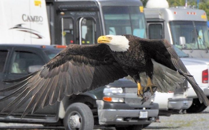 Close up photo of Eagle soaring majestically