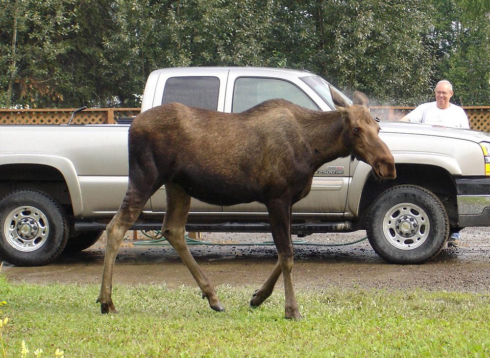 Moose in front of truck with man standing next to it.