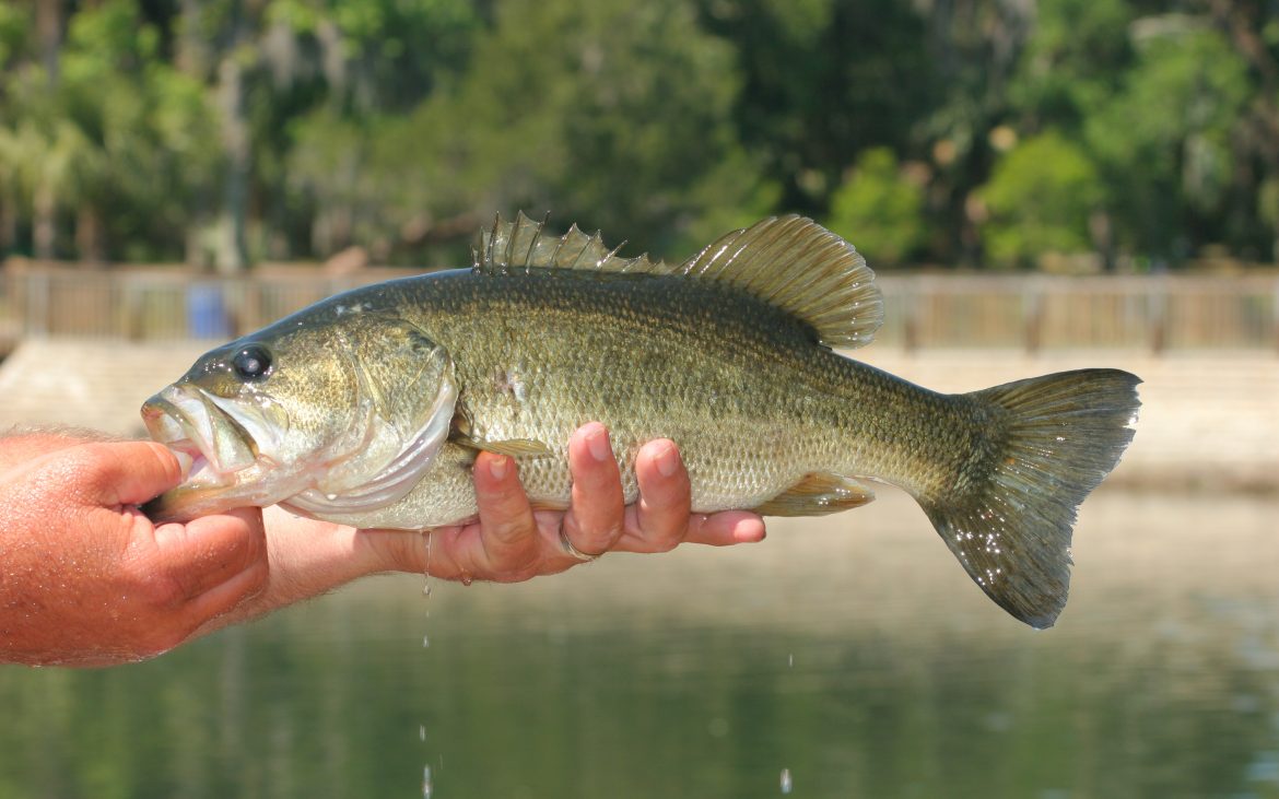 Man holding largemouth bass with lake in background
