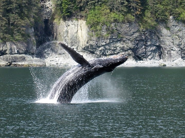large whale splashing down into the Prince William Sound in Alaska
