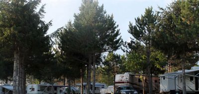 Multiple RVs parked around tall green trees.