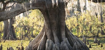 Exotic and aged tree in Louisiana swampland