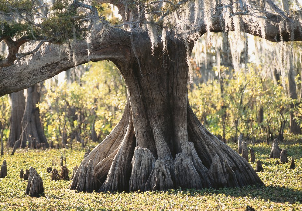 Exotic and aged tree in Louisiana swampland