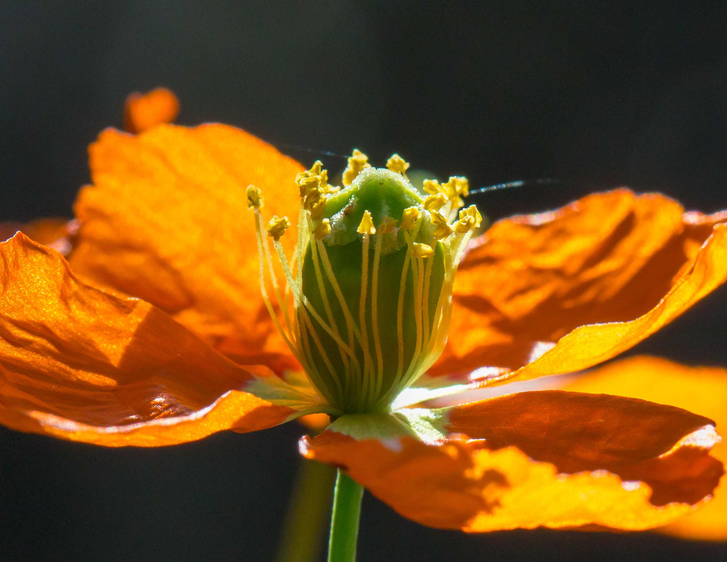 Bright orange petals and green bud of a fire poppy papaver on a black background.