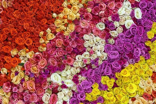 Closeup view of beautiful wall made of red, pink, violet, purple, white and yellow rose flowers. Valentines day background