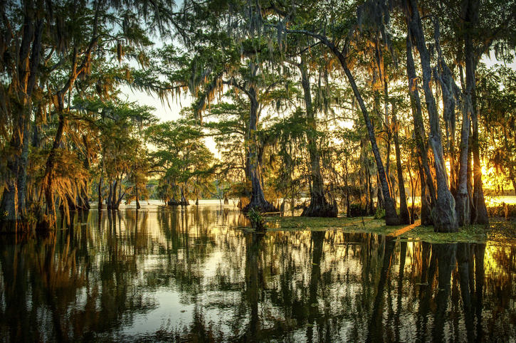 Louisiana swamp with trees reflecting in water