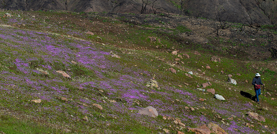 A hiker walks down a slope carpeted with purple flowers.