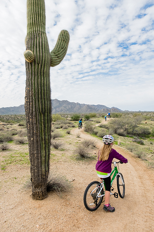 Taking mountain bike ride amid Saguaro Cacti in McDowell Mountain Regional Park.