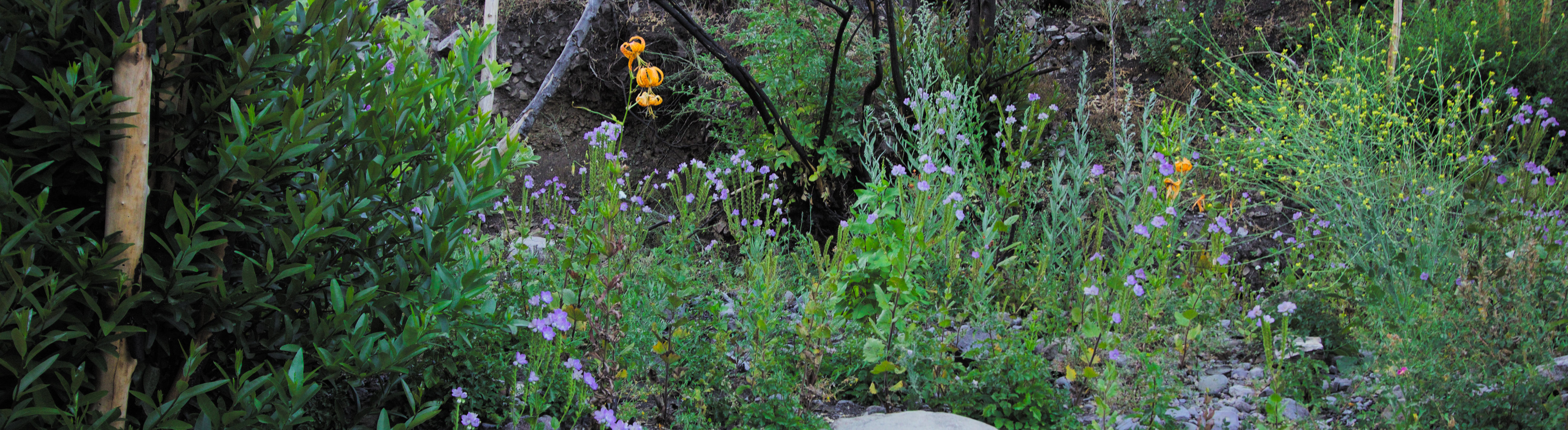 A variety of wildflowers flourish in a shady glade in Southern California.