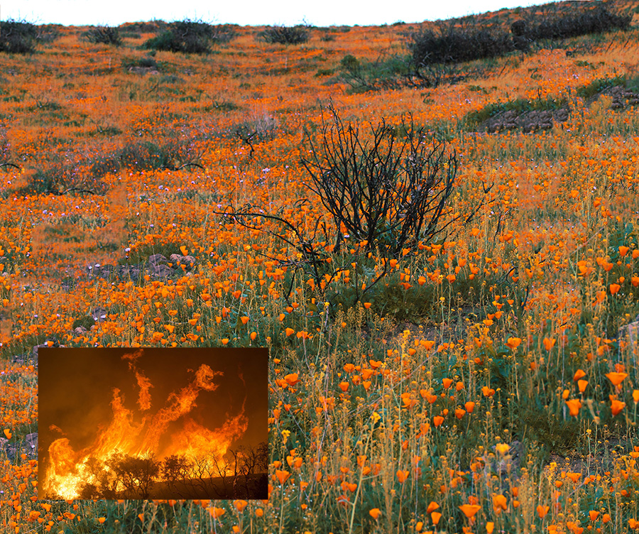 A field of orange poppies on a Southern California hillside.
